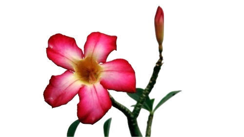 flor do deserto